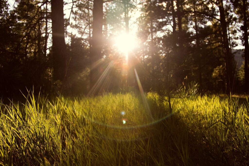 Sunlight filtering through trees in woodland