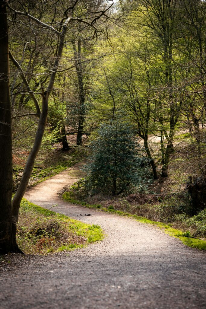 A winding woodland path with sunlight filtering through the trees.